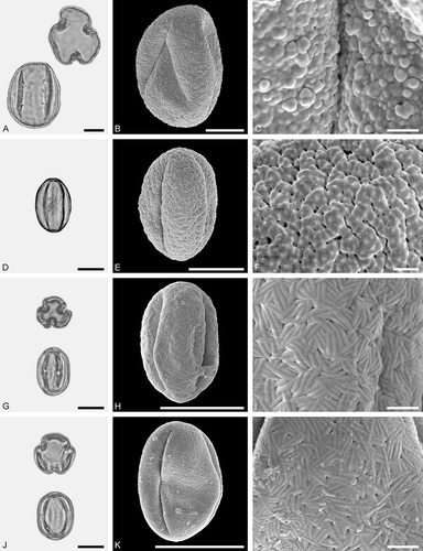 Figure 10. LM (A, D, G, J) and SEM (B, C, E, F, H, I, K, L) micrographs of dispersed fossil Fagaceae pollen. A–C. Quercus sp. 7 (Quercus Group Quercus/Lobatae), close-ups of area around colpi. D–F. Quercus sp. 5 (aff. Quercus Group Cyclobalanopsis), close-up of mesocolpium. G–L. Trigonobalanopsis sp., close-up of mesocolpium. Scale bars – 10 µm (A, B, D, E, G, H, J, K), 1 µm (C, F, I, L).