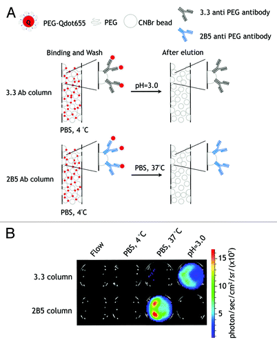 Figure 8. Mild affinity purification of PEGylated compounds. (A) Schematic outline of temperature-dependent affinity purification of PEG-Qdot655. (B) Oxidized 3.3 or 2B5 antibodies were immobilized on UltraLink® Hydrazide Resin and packed into columns. PEG-Qdot655 were passed into the columns and then the columns were washed with cold PBS (4°C) and eluted with 37°C PBS or citrate buffer (pH = 3.0). The fluorescence of PEG-Qdot655 was detected on an IVIS 200 optical imaging system (Xenogen).