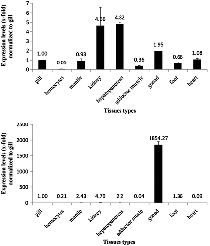 Fig. 4. HsMT1 and HsMT2 mRNA expression patterns in various tissues.