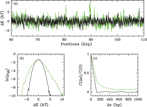 Figure 43. Energy landscape statistics (Δ E(s)=E(s)−Ē) computed with the following parameter values: δ=⟨(E−Ē)2⟩1/2=2 kT and l w =125 bp. The colors correspond to the LRC genomic DNA sequence (green) and to its randomly shuffled uncorrelated version (black). (a) Δ E(s) along a 50 kbp long fragment of budding yeast chromosome 2. (b) Energy pdfs computed for the 16 yeast chromosomes. (c) Energy auto-correlation function C(Δ s)/C(0) vs Δ s.