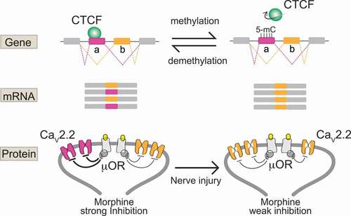 Figure 2. Cell-specific epigenetic factors control functional splicing in nociceptors