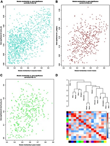 Figure 5 (A) Scatter plot of gene significance for the tumor site and module membership in the turquoise module. (B) Scatter plot of gene significance for the n category and module membership in the brown module. (C) Scatter plot of gene significance for HPV16 infection and module membership in the green module. (D) Eigengene dendrogram and eigengene adjacency heatmap.