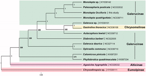 Figure 1. Phylogenetic tree inferred from BI analysis based on the concatenation data of 13 PCGs (only containing the first and the second codon positions). The nodal numbers indicate the posterior probability. Genbank accession numbers for the sequences are indicated next to the species names.