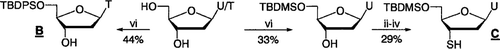 SCHEME 3 vi) TBDPS-Cl or TBDMS-Cl (1.1 eq.), Imidazole, DMF, Rt, overnight; ii-iv) See Scheme 1.