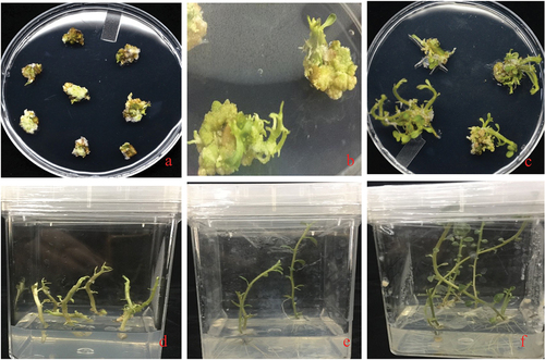 Figure 5. Developmental stages of transformed internodes into plants: The plants internodes were transformed by the Agrobacterium-mediated transformation (GV3101). A: the callus development stage, B: Shoot initiation stage C & D: Shoot development stage E&F: Root initiation and development stage.