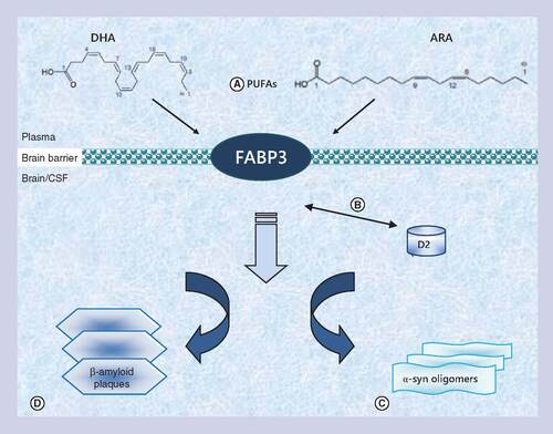Figure 1.  FABP3 roles.FABP3 belongs to the multigene family of fatty acid binding proteins that work as protein carriers of polyunsaturated fatty acids. (A) In brain the most abundant polyunsaturated fatty acids are docosahexaenoic acid (on the left) and arachidonic acid (on the right) mostly transported by this protein. FABP3 seems to be not just involved in lipid transport in the brain, but it seems to play a pivotal role in neurodegeneration. (B) In dopaminergic neurons FABP3 interacts with the D2 receptor and may modulate emotional responses. (C) FABP3 could also facilitate α-Synuclein oligomerization. (D) FABP3 seems to be implicated indirectly in early formation of β-amyloid plaques by its interaction with lipids and its role in modulating lipid rafts (more details and definitions in the text).