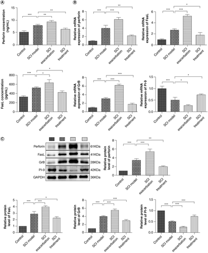 Figure 4. Anti-PD-1 therapy or naive CD8+ T-cells combination with anti-PD-1 therapy increases the levels of perforin, FasL and GrB, but decreases PI-9 level, while treatment with NSP reverses the expression of these factors. (A) The serum concentrations of perforin and FasL were measured by ELISA. (B) The mRNA expression of perforin, GrB, PI-9 and FasL was detected by qRT-PCR. (C) The protein levels of perforin, GrB, PI-9 and FasL were determined by western blotting.*p < 0.05; **p < 0.01; ***p < 0.001.FasL: Fas-ligand; GrB: Granzyme B; NSP: Neuroserpin; PD-1: Programmed death 1; PI-9: Proteinase inhibitor 9.