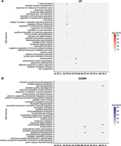 Figure 3 GO classification and GO functional enrichment analysis. (A) Up-regulated statistical map of GO functional classification of DEGs. (B) Down-regulated statistical map of GO functional classification of DEGs. Different groups are represented on the horizontal axis and different gene functions are shown on the vertical axis. Red represents the GO functional clustering of up-regulated genes. Blue represents the GO functional clustering of down-regulated genes. The color on the coordinate axis represents FDR. In the coordinate axis, the size of the point represents the number of DEG.