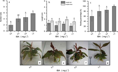 Figure 1. Effects of different IBA concentrations on root induction and elongation in ‘G × N-9’ peach rootstocks. (a) Mean number of roots per explant, (b) Mean length of roots and shoots, and (c) rooting percentage (%). Formation of roots after 15 days in QL medium, supplemented with (d) 0.0 mg L−1 IBA, (e) 0.3 mg L−1 IBA, (f) 0.6 mg L−1 IBA, and (g) 1.2 mg L−1 IBA. Columns with different uppercase letters indicate significant differences between treatments based on ANOVA followed by Tukey test (P ≤ 0.05)