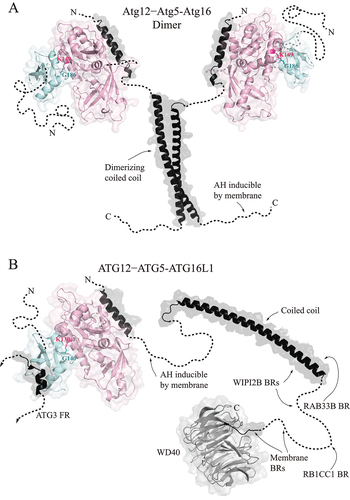 Figure 3. The architecture of the E3 enzyme in yeast and humans. (A) The Atg12–Atg5-Atg16 complex in yeast. The crystal structure of the Atg12[UBL]–Atg5-Atg16N (PDB ID: 3W1S) visualizes the Atg12 UBL domain (pale cyan) in the conjugate with Atg5 (light pink) and the Atg16 N-terminal helix bound to Atg5. In the yeast S. cerevisiae, the covalent bond is between G186 of Atg12 and K149 of Atg5. Atg12 contains a long IDPR (black dashed line) of unknown conformation in the conjugate. Monomeric Atg16 is an intrinsically disordered protein (black), where the interaction with Atg5, dimerization, and membrane binding induce α-helical structures. The dimerizing coiled-coil domain (PDB ID: 3A7P) in the middle of Atg16 brings two heterotrimers together. The C-terminal region of Atg16 (residues 113–131) forms an amphipathic helix (dashed line) that inserts into the lipid bilayer and anchors the Atg12–Atg5-Atg16 complex in the membrane. (B) Monomeric ATG12–ATG5-ATG16L1 in a complex with the ATG3 FR. The crystal structure of human ATG3 FR-ATG12[UBL]–ATG5-ATG16L1N (PDB ID: 4NAW) visualizes the FR of ATG3 (black helix) bound to the UBL domain of ATG12 (pale cyan). The disordered N terminus of ATG12 has an unknown conformation in the conjugate with ATG5 (light pink). The covalent bond is between G140 of ATG12 and K130 of ATG5. An amphipathic helix downstream of the ATG5-binding helix (black) is formed upon membrane binding. The coiled-coil domain (black) (PDB ID: 7XFR), which dimerizes, carries at the C terminus a binding region (BR) for one molecule of WIPI2B. The second binding site for WIPI2B is downstream of the coiled-coil domain. RAB33B binds to the coiled-coil domain in between the two WIPI2B-binding sites. The coiled-coil domain is connected via a disordered region to the WD40 domain (gray) that exhibits a β-propeller architecture (PDB ID: 5NUV). The relatively long connecting IDPR carries two membrane-binding regions that are preceded by the RB1CC1 binding site.