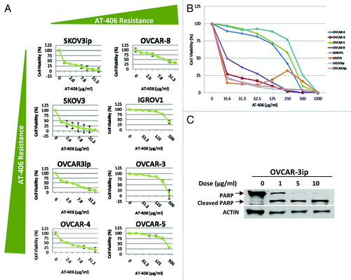 Figure 2. AT-406 displays single agent activity in ovarian cancer cell lines. (A) Eight human ovarian cancer cell lines were treated for 48 h with increasing doses of AT-406 as depicted in the graphs. (B) Graphical representation of the cell viability curves for all eight ovarian cancer cell lines distinguishing AT-406 sensitive vs. insensitive cell lines. (C) OVCAR-3ip ovarian cancer cell line was treated with increasing doses of AT-406 for 24 h as indicated in the figure. Cells were lysed and probed for cleaved-PARP levels by western blotting. Actin was used as a loading control.