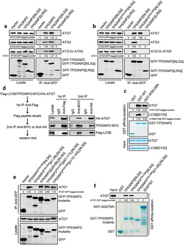 Figure 4. TP53INP2 forms a complex with LC3B and ATG7. (a) Coimmunoprecipitation of ATG7, ATG3 or ATG12–ATG5 with GFP-TP53INP2, GFP-TP53INP2[NLSΔ] or GFP-TP53INP2[LIRΔ] from HEK293 cells. TP53INP2 proteins were immunoprecipitated by anti-GFP. The coprecipitated ATG7, ATG3 or ATG12–ATG5 was detected by western blot using anti-ATG3, anti-ATG7 or anti-ATG5 respectively. (b) Coimmunoprecipitation of ATG7, ATG3 or ATG12–ATG5 with GFP-tagged TP53INP2[NLSΔ], TP53INP2W35,I38A[NLSΔ] or TP53INP2[LIRΔ]. GFP-tagged TP53INP2 mutants were immunoprecipitated using anti-GFP and the precipitates were analyzed using anti-ATG7, anti-ATG3 or anti-ATG5. (c) In vitro TP53INP2-ATG7 binding assay. Purified GST-TP53INP2 or GST-TP53INP2W35,I38A was incubated with purified LC3B[G120] and ATG7. After affinity-isolating GST-TP53INP2 or GST-TP53INP2W35,I38A with glutathione-sepharose 4B beads, the bound LC3B[G120] and ATG7 were analyzed by western blot. (d) HEK293T cells were cotransfected with Flag-LC3B, TP53INP2-MYC and HA-ATG7. The cells were lysed 48 h after transfection and Flag-LC3B was immunoprecipitated with anti-Flag. After incubation of the Flag-LC3B precipitates with Flag peptide, the eluate was used for immunoprecipitation with either anti-MYC or anti-HA. The immunoprecipitates were then analyzed by western blot by anti-Flag, anti-MYC and anti-HA respectively. (e) Coimmunoprecipitation of ATG7 with each of the indicated GFP-tagged truncated TP53INP2 mutants in HEK293 cells. TP53INP2 proteins were immunoprecipitated using anti-GFP and the precipitates were analyzed using anti-ATG7. (f) Purified GST-tagged TP53INP2[NLSΔ], TP53INP2W35,I38A[NLSΔ], TP53INP2W35,I38A[Δ1-28],[NLSΔ] or SQSTM1 was incubated with purified ATG7, then the GST-tagged proteins were affinity-isolated by glutathione-sepharose 4B beads and bound ATG7 was detected by western blot using anti-ATG7.