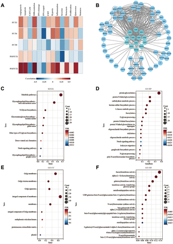 Figure 3 Protein-protein interaction (PPI) network and Predicted Functions of FUTs. (A) Functional analysis of FUTs in COAD using CancerSEA. (B) A network of FUTs and the interacting proteins was constructed. (C) KEGG pathway analysis of FUTs and their interacting proteins. (D–F) GO functional enrichment analysis predicted three main functions of FUTs and their interacting proteins: biological process (D), cellular components (E) and molecular functions (F).