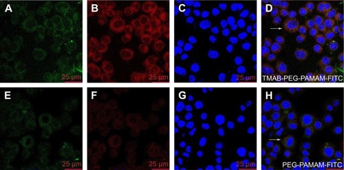 Figure 10 Confocal fluorescence microscopy images of TMAB-PEG-PAMAM-FITC (A–D) and PEG-PAMAM-FITC (E–H) bound to BT474 cells.Notes: (A, E) FITC-labeled conjugates; (B, F) Lyso-Tracker red-labeled endo-lysosomes; (C, G) Hoechst-labeled nuclei; and (D, H) overlay of A, B, C and E, F, G. The white arrows indicate the conjugates colocalized with lysosome.Abbreviations: TMAB, trastuzumab; PEG, polyethylene glycol; PAMAM, polyamidoamine; FITC, fluorescein isothiocyanate.