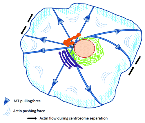 Figure 1. Mechanical forces applied on centrosomes. Centrosome positioning is maintained by coordinated microtubule pulling forces and cortical actin pushing centripetal flow. During division, enhanced actomyosin contractility in the periphery of the opposite pole drags adjacent astral microtubules to drive the separation of duplicated centrosomes to opposing poles. Figure adapted from both Burakov and Rosenblatt.Citation4,Citation5 Centrosome (gray), nucleus (pink), recycling compartment (orange), endoplasmic reticulum (green), Golgi (magenta).