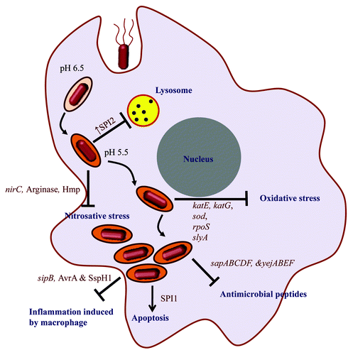 Figure 3. Immune evasion strategies of Salmonella. The intracellular life-cycle of Salmonella includes the entry of the bacterium in the host cell, SCV formation (whose pH changes from 6.5 to 5.5 depicted by change in the color of SCV compartment), evasion of host immune response and ultimately host cell death by apoptosis. The text in dark blue shows the immune responses and processes within the host cell that take place during Salmonella infection and text in dark red depicts the factors that help Salmonella to evade these immune responses.