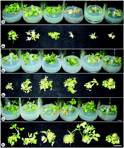 Figure 2. Plant formation from embryogenic callus of P. vietnamensis under different lighting conditions after 12 weeks of culture. a1, a2: fluorescent lamp, 3U compact fluorescent lamp, white LED, darkness, green LED, yellow LED (from left to right); b1, b2: blue LED, red LED combined with blue LED at the ratios of 10:90, 20:80, 30:70, 40:60 and 50:50 (from left to right); c1, c2: red LED, red LED combined with blue LED at the ratios of 90:10, 80:20, 70:30, 60:40 and 50:50 (from left to right).