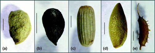 Figure 2. Lateral view of the angiosperm seeds (scale bars = 1 mm). (a) Stuckenia pectinata (Michaelsdorf, 0–5 cm sediment depth); (b) Ruppia cirrhosa (Rügen/Vilm, 0–5 cm sediment depth); (c) Zostera marina (Rügen/Vilm, 0–5 cm sediment depth); (d) Najas marina (Michaelsdorf, 0–5 cm sediment depth); (e) Zannichellia palustris (Rügen/Vilm, 0–5 cm sediment depth).