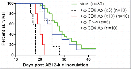 Figure 6. vvDD-CXCL11 elicited antitumor effects were dependent on CD8+ T cell and IFNγ. AB12-luc cancer cells (4 × 105) were inoculated i.p. into naive BALB/c mice on day 0 and tumor-bearing mice were injected i.p. with vvDD-CXCL11 (labeled as “virus”) at 1.0 × 108 pfu/mouse on day 5. For CD8+ depletion, anti-CD8+ Ab was injected i.p. on days 3, 4 and 5 or days 10, 11 and 12. For CD4+ depletion, anti-CD4+ Ab was injected i.p. on days 10, 15 and 19. For IFNγ neutralization, anti-IFNγ Ab was injected i.p. on days 10, 12, 14 and 16. Animal survival is presented using Kaplan–Meier survival analysis (n = 6 to 30 per group as shown). The p values between groups are presented in the main text in Results.