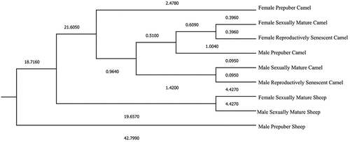 Figure 6. Cladogram constructed from Mahalanobis distances across species/breeds and age groups.