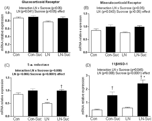 Figure 4. Effect of early-life limited nesting (LN) exposure and sucrose diet on hepatic mRNA expression of glucocorticoid action and metabolism markers. (A) Glucocorticoid receptor; (B) mineralocorticoid receptor; (C) 5-α reductase; (D) 11β hydroxysteroid dehydrogenase-1 (11βHSD-1). Measured in liver of female pups aged 15 weeks, after 16 h of fasting. Con: controls (no LN); Suc: sucrose diet. Data are mean ± S.E.M; two-way ANOVA followed by LSD, n = 9–17/group. Post-hoc analysis performed when a significant interaction between diet and LN present. †p < 0.05 versus rats consuming only chow (diet effect). *p < 0.05 versus control rats consuming the same diet (LN effect).