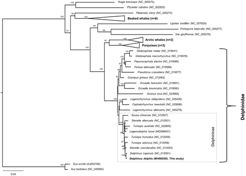 Figure 1. Maximum-likelihood phylogeny based on the 13 concatenated PCGs from the available Odontoceti mitogenomes. The grey square box denotes the species currently placed in the subfamily Delphininae. Numbers at the branches indicate bootstrapping values obtained with 1000 replicates, and only bootstrap values >70% are indicated. The scale bar represents 0.04 nucleotide substitutions per site. D. capensis is currently synonymized with D. delphis.