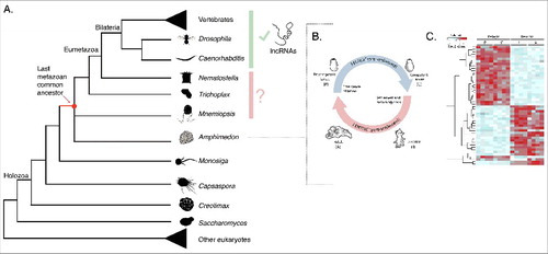 Figure 1. Early evolution of animal long non-coding RNAs: Insights from the sponge Amphimedon queenslandica. (A) Despite a growing number of lncRNAs having been identified in bilaterian animals, the systematic investigation of lncRNAs in non-bilaterian animals has been lagging behind and, thus, we lack an understanding of their origin and early evolution. Yellow background highlights the animal kingdom. (B) and (C) Identification of Amphimedon lncRNAs. (B) Schematic representation of the Amphimedon queenslandica life cycle. Larvae emerge from maternal brood chambers and then swim in the water column as precompetent larvae before they develop competence to settle and initiate metamorphosis. Upon settling, the larva adopts a flattened morphology as it metamorphoses into a juvenile, which displays the hallmarks of the adult body plan. This juvenile will grow and mature into a benthic adult [Citation121]. Adapted from [Citation23]. (C) Developmental expression profiles of Amphimedon lncRNAs. Expression profiles of the top 50 differentially expressed lncRNAs during the transition from pelagic swimming competent larva to benthic juvenile. Each row represents data for one lncRNA. Pelagic stages include precompetent (P) and competent (C) larva; benthic stages include juvenile (J) and adult (A). Red indicates high expression level, light blue low expression. Adapted from [Citation23].