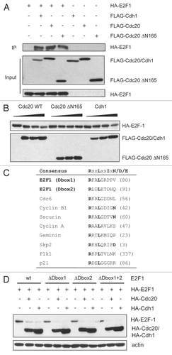 Figure 4 E2F1 interacts with Cdc20 and Cdh1. (A) HeLa cells were transfected with constructs encoding HA-tagged E2F1, FLAG-tagged Cdh1, Cdc20 or Cdc20 ΔN165 as indicated at a ratio of 1:1.5 (E2F1 and each ubiquitin ligase). All transfections were balanced with empty vector (pcDNA3). 24 h after transfection, cells were harvested and extracts were prepared. Equal amounts of protein were subjected to immunoprecipitation with anti-FLAG antibody as described in Materials and Methods, then analyzed by immunoblotting with anti-HA antibody. 10% of the lysate was used for the input samples. (B) HeLa cells were transfected with HA-tagged E2F-1 (100 ng) with increasing amounts of FLAG-tagged Cdc20 (wild-type), Cdc20 ΔN165 or Cdh1 (0, 0.5, 1 or 2 µg). All transfections were balanced with empty vector (pcDNA3). Forty-eight hours after transfection, cells were harvested and extracts analyzed by immunoblotting with anti-HA or anti-FLAG antibodies. (C) Alignment of the amino acid regions corresponding to the putative destruction box motifs (Dbox1 and Dbox2) in E2F1 with the D box motifs of cdc6, cyclin B1, securin, cyclin A, geminin, Skp2, Plk1 and p21. (D) HeLa cells were transfected with HA-tagged E2F-1 wild-type (wt) (100 ng), E2F-1 ΔDbox1 (100 ng), E2F-1 ΔDbox2 (100 ng) or E2F-1 ΔDbox1 + 2 (100 ng) alone or in the presence of HA-tagged Cdc20 (1.5 µg) or HA-tagged Cdh1 (1.5 µg). All transfections were balanced with empty vector (pcDNA3). Forty-eight hours after transfection, cells were harvested and extracts analyzed by immunoblotting with anti-HA or anti-actin antibodies.