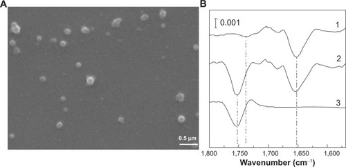 Figure 1 (A) Scanning electron microscopy image of poly-lactide-co-glycolide iron oxide nanoparticles (NPs). As evident, NPs have a regular shape, regular surface, and good homogeneity. (B) Synchrotron radiation-Fourier transform infrared spectroscopy second derivative spectra of (1) control cells, (2) cells treated with poly-lactide-co-glycolide iron oxide NPs, and (3) poly-lactide-co-glycolide iron oxide NPs alone, showing the 1,750 cm−1 centered band.