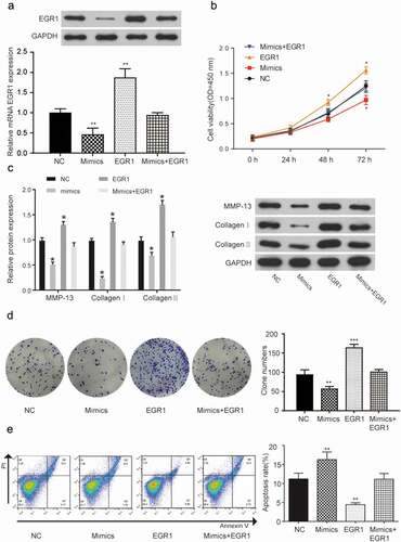 Figure 4. MiR-150-5p suppresses MF by targeting EGR1.