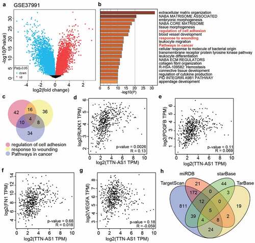 Figure 2. The identification of key gene and miRNAs in OSCC (a) The DEGs in OSCC samples were screened from GSE37991. (b) Metascape was used to enrich the key biological processes for the screened genes. (c) The four genes (RUNX1, PDGFB, FN1 and VEGFA) were the common genes of three biological processes. (d) The correlation between RUNX1 and TTN-AS1 in head and neck squamous cell carcinoma samples according to GEPIA data. (e) he correlation between PDGFB and TTN-AS1 in head and neck squamous cell carcinoma samples according to GEPIA data. (f) The correlation between FN1 and TTN-AS1 in head and neck squamous cell carcinoma samples according to GEPIA data. (g) The correlation between VEGFA and TTN-AS1 in head and neck squamous cell carcinoma samples according to GEPIA data. (h) Five miRNAs were the common miRNAs of miRDB, TargetScan, TarBase and starBase. miRDB, TargetScan and TarBase were three databases to predict the miRNAs targeting RUNX1. starBase was a database to predict the miRNAs sponged by TTN-AS1