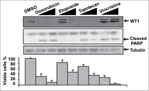 Figure 4. The effect of cytotoxic drugs on WT1 and apoptosis in MCF7 cells. Cells were treated with 1 μg/ml or 5 μg/ml of each drug for 20 hours and whole cell extracts prepared, then immunoblotted with the antibodies indicated. To measure cell viability, cells were treated as above, stained with trypan blue and the stained/excluded cells counted and expressed graphically as percentage viable.