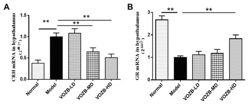 Figure 4 The VOZB improved the mRNA levels of CRH and GR in the hypothalamus. Levels of CRH mRNA (A) and GR mRNA (B) were respectively determined by RT-qPCR. The levels of CRH mRNA and GR mRNA in the hypothalamus were in accordance with normal distribution and analyzed by one‑way ANOVA followed by Fisher’s LSD test. Data were expressed as mean ± SD (n = 5), **p<0.01 vs the model group.