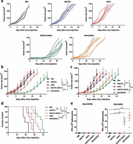 Figure 4. VACV-mediated delivery of the necroptosis inducer MLKL activates antitumor immunity. (a-b) Intratumoral administration of MLKL-expressing vectors protects against distal tumors. C57BL/6 mice harboring a primary and a secondary (on the counterflank) B16 tumors were injected twice (days 0 and 4) with an intratumoral dose into the primary tumor of 1 × 107 plaque-forming units (pfu) of indicated viruses. Tumor growth of the untreated secondary tumor of individual animals (a) and mean of treatments (b), tumor growth of the directly injected primary tumor (c), and overall survival (d) are plotted +SD for 5–8 mice/group. (e) Intratumoral administration of MLKL-expressing vectors induces antitumor T cell responses directed against tumor neo-antigens. Mice harboring B16 tumors were treated twice (days 0 and 4) with an intratumoral dose of indicated viruses and, at day 8 after virus-administration, splenocytes were analyzed for their reactivity to indicated peptides by IFN-γ ELISPOT. Individual values of 5 mice/group and mean ±SD are plotted. *, p < .05; **, p < .01; ***, p < .001.