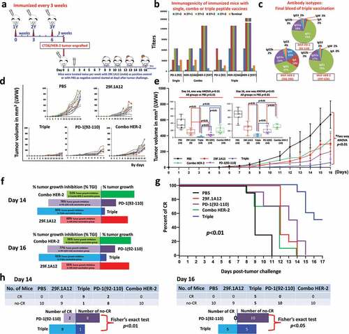 Figure 5. Efficacy of combination treatment of MVF-PD-1 (92–110) vaccine and HER-2 combo HER-2 vaccines in syngeneic BALB/c mice challenged with CT26/HER-2 cells. (a) Scheme of mice vaccination and tumor engraftment. 6–8 weeks BALB/c mice were immunized three times three weeks apart with single MVF-PD-1(92–110); combo HER-2: [MVF-HER-2 (266–297) + MVF-HER-2 (597–626)] and triple: (MVF-PD-1 + combo HER-2) peptides emulsified with nor-MDP adjuvant in ISA 720 vehicle. Two weeks after the third immunization (3Y+2), the mice were engrafted with CT26/HER-2 tumor cells 105 per mouse. Control mice were treated twice weekly with PBS as negative control and twice weekly with anti-mPD-1 mAb (29F.1A12) as positive control starting at Day 2 after challenge. Tumor growths were observed twice weekly and measured by calipers; (b) Immunogenicity profile of single, combo and triple vaccinations in BALB/c mice. Mice bleeds were collected weekly after the primary immunization, and ELISA was used to detect antibody titers in sera; (c) Antibody isotypes: The final bleeds (21 days post-challenge at 3Y+2) were used to detect isotypes i.e., IgA, IgM, IgG1, IgG2a, IgG2b and IgG3) in BALB/c mice after immunization with triple constructs: MVF-PD-1 + combo HER-2 were determined using the Mouse Typer Isotyping Kit (BIO-RAD, Hercules, CA); (d) Individual plots of tumor growth in BALB/c mice up to 16 d. (e) Tumor burden by days in BALB/c mice immunized with the different peptide vaccines as illustrated above, PBS was used as negative control and a positive control group with anti-mPD-1 mAb (29F.1A12). Two-way ANOVA (GraphPad Prism 8.1.2) was used to analyze the whole curve of tumor growth, which shows significant difference with p < .01; One-way ANOVA (online analysis toolCitation59 was used to analyze the tumor burden at Day 14 (inset) and Day 16 (inset), respectively; Note: Two-way ANOVA was performed without Day 9 to Day 13 tumor data; (f) Percentage of tumor growth inhibition (TGI%) was used to compare the treatment groups with the control group. The value was calculated by formula: TGI% = 100*(MTV control-MTV test)/MTV control, both calculated at Day 14 and Day 16. (g) Tumor response in mice. The number of mice observed complete CR in each group. Log-rank (Mantel-Cox) test was use to compare the percentage of CR in multiple groups which showed significant difference with p < .01. (h) The CR was only observed in PD-1(92–110) and triple treatment groups after Day 14. We compared the PD-1(92–110) group with triple treatment group by Fisher’s exact test both at Day 14 and Day 16, with p < .01 and p < .05, respectively. Our results show that triple treatment has stronger inhibition of tumor growth n = 9–10 mice in each group