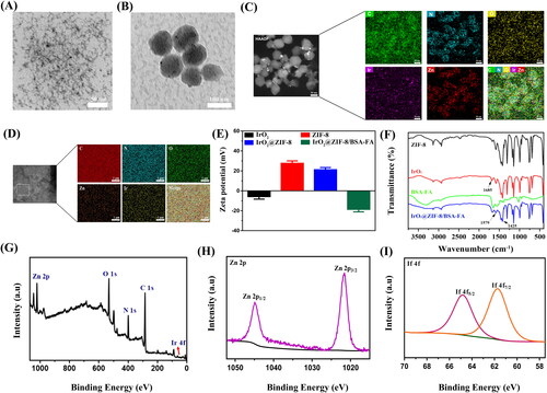 Figure 2. The characterization analysis of the as-prepared formulations. TEM images of (A) IrO2-PVP NPs and (B) IrO2@ZIF-8/BSA-FA NPs. (C), (D) TEM mapping and SEM mapping of the IrO2@ZIF-8/BSA-FA NPs. (E) Zeta potentials of IrO2, ZIF-8, IrO2@ZIF-8 and IrO2@ZIF-8/BSA-FA NPs, and (F) FTIR spectra of ZIF-8, IrO2, BSA-FA, IrO2@ZIF-8/BSA-FA NPs. XPS spectra of (G) IrO2@ZIF-8/BSA-FA, (H) Zn 2p and (I) Ir 4f.