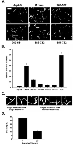 Figure 4 Images of actin filament branch formation by SPIN90. (A) Actin monomers (4 μ M) were polymerized in the presence of 100 nM Arp2/3 complex with 600 nM of the indicated SPIN90-C-terminus fragments. The resulting actin filaments were stabilized, labeled with an equimolar amount of rhodamine-phalloidin, and immediately applied to coverslips for microscopy. Scale bar represents 5 μ m. (B) Quantitative analysis of filament branching. Arp2/3 complex was incubated with G-actin and SPIN90-C-terminus fragments or N-WASP VCA as described in the Material and Mehtods section. The values are presented as a percent of the total population of actin filaments that appear in branched structures (SPIN90-C-terminus, n = 6; N-WASP VCA, n = 6; ** p < 0.014, Student's t test). (C) Images of the different types of branched filaments formed in the presence of the SPIN90-C-terminus. (D) The actin filament branches were subcategorized into those having one branch versus those having two or more branches. Error bars represent the S.D from three independent assays.