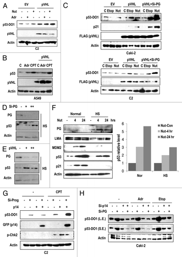 Figure 4. pVHL induces p53 through the inhibition of progerin-mediated p14 suppression. (A) pVHL transfection can induce p53 expression in C2 cells. C2 cells were transfected with pVHL for 24 h and incubated with 1 μg/ml of adriamycin (Adr) or 2 μM of Nutlin-3 (Nut) for 2 h. (B) pVHL does not induce p53 in A549. In the progerin-negative cell line, overexpression of pVHL did not induce p53. A549 cells were transfected with pVHL and incubated with Adr and CPT for 2 h. (C) pVHL and si-progerin (si-PG) show a synergistic effect on p53 induction in Caki-2 cells. Cells were transfected with pVHL alone or co-transfected with pVHL and si-PG for 24 h and incubated with Etoposide (Etop; 5 μM) or Nutlin-3 (Nut; 2 μM) for 2 h. The expression of p21 was used for marker of p53 activity. (D) Si-progerin (Si-PG) induces p53 in HGPS (HS) cells. HGPS cells were transfected with si-PG (5 μg/ml [+] or 10 μg/ml [++]) for 48 h and the expression of progerin (PG) and p53 was measured. (E) pVHL induces p53 in HGPS (HS) cells. HGPS cells were transfected with pVHL (1.5 μg/ml [+] and 3 μg/ml [++]) for 48 h. (F) Nutlin-3 (Nut) partially induces p53 in HGPS (HS) cells. Cells were incubated with 2 μM of Nut for the indicated time. Expression of p53 was calculated by densitometry analysis and presented as graph (right panel). (G) Si-Progerin (Si-PG) enhances the DNA damage response in C2. Si-PG could induce p53 as well as p-CHK2 in response to camptothecin (CPT). In addition, p14/ARF (p14) expression was increased by si-PG transfection. (H) Si-p14 eliminates p53 induction by si-progerin (Si-PG) Caki-2 cells were transfected with the indicated si-RNA for 24 h and incubated with drugs for 2 h. Si-PG-induced p53 activation was completely blocked by si-p14 co-transfection.