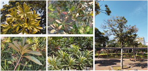 Figure 1. Decline symptoms of Elaeocarpus sylvestris tree. (A) Yellowing leaves, (B) darkening leaves, (C) seeds near symptomatic leaves, (D) asymptomatic leaves, (E) decline symptoms tree in the park.