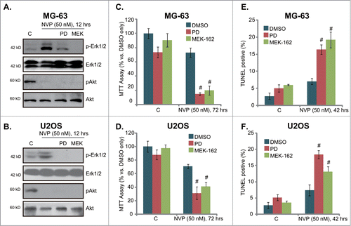 Figure 5. MEK/Erk inhibitors increase the sensitivity of NVP-BEZ235 in osteosarcoma cells. MG-63 cells or U2OS cells, pretreated with MEK/Erk inhibitor PD98059 (PD, 1 μM) or MEK-162 (MEK, 10 nM) for 30 min, were stimulated with a low concentration of NVP-BEZ235 (NVP, 50 nM) for indicated time, expression of listed proteins was tested by Western blots (A)and B), cell growth was tested by MTT assay (C)and D), while cell apoptosis was also tested by TUNEL staining (E)and F). # P < 0.05 vs. NVP-BEZ235 only group.