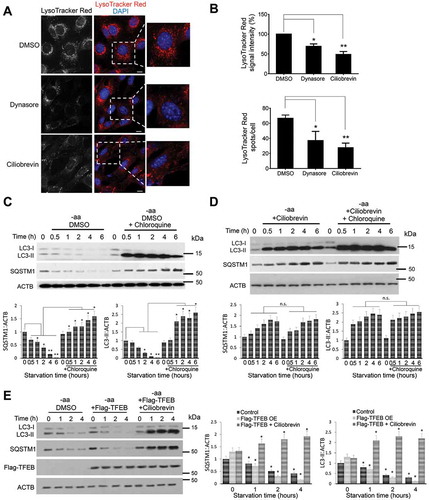 Figure 6. Inhibition of endocytic trafficking attenuates number and acidification of endolysosomes to halt autophagy flux. (a and b) Inhibition of endocytic trafficking in fibroblasts, with either dynasore or ciliobrevin A, consequently reduces the number of acidic vesicles indicated by LysoTracker Red fluorescence staining. Scale bar: 10 μm. Bar graphs in (b) represent the quantitative analysis of the LysoTracker Red fluorescence intensity and an average number of puncta per cell in both conditions. (c) Autophagy flux assay of HEK293T cells treated with DMSO and starved of amino acids for the indicated time points. Normal autophagy flux is indicated by the gradual decrease in the levels of LC3-II and SQSTM1 during starvation and their accumulation when the lysosomal function is inhibited by chloroquine. Bar graphs represent a quantitative analysis of the relative SQSTM1 and LC3 protein levels during starvation. (d) Autophagy flux was impaired in cells treated with either dynasore or ciliobrevin A. HEK293T Cells were pre-incubated with dynasore for 4 h or ciliobrevin A for 2 h prior to amino acid starvation for the indicated time points. Compared to controls (c), LC3-II protein levels did not decrease, but rather increased over time indicating an impaired autophagy flux due to lysosomal inhibition. Bar graphs represent a quantitative analysis of the relative SQSTM1 and LC3 protein levels during starvation. (e) Autophagic markers LC3 and SQSTM1 were decreased in cells overexpressing Flag-TFEB in an endocytic trafficking-dependent manner. Inhibition of dynein-dependent trafficking with ciliobrevin A strongly increased LC3-II and SQSTM1 protein levels. Bar graphs represent a quantitative analysis of the relative SQSTM1, LC3 and Flag-TFEB protein levels during starvation. A significant change relative to the control at the time point 0 h is given. Treatment with dynasore or ciliobrevin A did not affect fusion of autophagosomes with lysosomes (Figure S4). Data are represented as mean ± SEM, n = 6; ns denotes no significant difference, *p ≤ 0.05; **p ≤ 0.01; ***p ≤ 0.001; ANOVA.