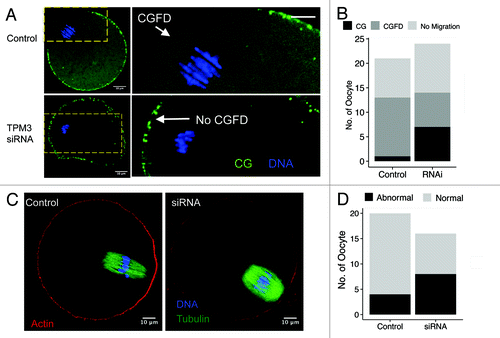 Figure 4. Knockdown of Tpm3 impairs cortical granule-free domain (CGFD) and actin cap formation in mouse oocytes. (A) In control small interfering RNA (siRNA)-injected oocytes, cortical granules are absent from the cortex close to where chromosomes are located during metaphase II (MII). Conversely, in Tpm3-targeting siRNA-injected oocytes, cortical granules are distributed throughout the entire cortex. Green, cortical granules; blue, DNA. (B) Status of CGFD formation in control siRNA-injected and Tpm3-targeting siRNA-injected oocytes. (C) Failure of cortical actin cap formation in Tpm3-targeting siRNA-injected oocytes.
