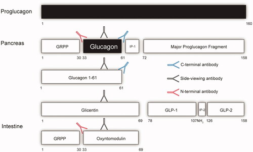 Figure 1. A schematical view of the tissue specific processing of the proglucagon molecule with a focus on glucagon and epitopes used for its measurements. The arrows reflect antibodies. The red antibody reflects an N-terminal specific antibody (NH2), the black a side-viewing antibody and the blue a C-terminal specific antibody (COOH). If one is using an assay that uses either an N-terminal antibody or side-viewing antibody the assay will also measure oxyntomodulin and for the side viewing antibody glicentin. An accurate glucagon assay must therefore include both N-terminal and C-terminal specific antibodies. Intervening peptide 1(IP-1) and 2 (IP-2). Glicentin-related polypeptide (GRPP). Glucagon-like peptide-1 (GLP-1) and 2 (GLP-2).