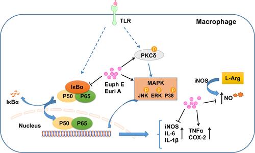 Figure 11 Schematic of Euph E and Euri A affecting the immnue function of macrophages.