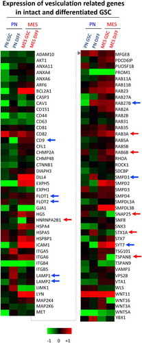 Figure 4. Quantitative PCR analysis of vesiculation-related genes reveals differences associated with GSC subtype and differentiation state. Customized RT2 targeted PCR arrays were used to evaluate the expression levels of vesiculation-related genes (vesiculome) in glioma stem cells (PN GSC and MES GSC) and their counterparts differentiated in the presence of serum (PN DIFF and MES DIFF). Upregulation and downregulation of notable genes involved in vesiculation were denoted by blue arrows for PN and red arrows for MES subtypes of GSC and DIFF cells.