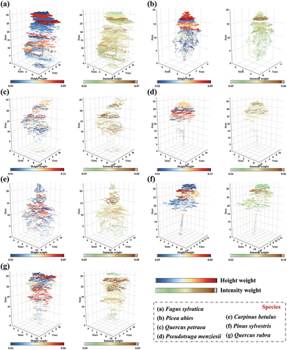 Figure 17. Colorized sample slices of different tree species based on the weights of softmax outputs in height weighted encoding (HWE) and intensity weighted encoding (IWE). This clearly reflects the attentional distributions of height information and intensity information constructs.