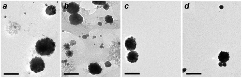 Figure 5. MGNCs prepared with different Au/Fe mole ratios: (a) 2; (b) 4; (c) 9; (d) 27. Bar = 100 nm.