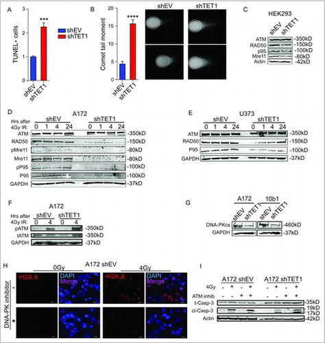 Figure 4. TET1 loss leads to increased strand breakage and decreased expression of DNA repair genes. (A) Quantification of TUNEL labeling in A172 control and TET1-deficient cells. Positive nuclei were detected by flow cytometry and reported as average positive cells out of total cell number in 3 independent experiments; significance determined by Student's t-test and error bars are SEM (P < 0.001). (B) Quantification of DNA DSBs expressed as average comet tail moments in control and TET1-deficient A172 nucleoids using the neutral comet assay; significance determined by Student's t-test and error bars are SEM (P < 0.0001). Representative comet images from 4 independent experiments are shown to the right. Fifty or more nucleoids were measured per group in each experiment. (C-E) Western blots of total ATM, RAD50, phospho- and total-Mre11, phosphor- and total-p95 (Nibrin), and GAPDH levels in HEK293 (C), A172 (D), and U373 (E) control and TET1-deficient cells; 3 independent experiments were conducted. (F) Western blotting of total ATM (tATM) and S1981 phosphorylated ATM (pATM) in A172 cells 0 and 4 h following 4Gy ionizing radiation. GAPDH was used as loading control and results are representative of 3 independent experiments. (G) Western blotting of DNA-PKcs levels in A172 and 10B1 cells. GAPDH was used as loading control; 3 independent experiments were conducted. (H) Immunofluorescent staining of γH2A.x following 2 h pretreatment of DMSO or DNA-PK inhibitor NU7026 (10 µM) 4 h after 0 or 4Gy IR in A172 cells. (I) Western blot showing total and cleaved caspase-3 and actin in control and TET1-deficient A172 cells. Cells were pretreated for 2 h with DMSO or ATM inhibitor KU55933 (10 µM) and 0 or 4 Gy IR and harvested 4 h following IR.