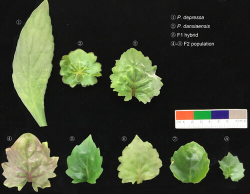Figure 1. Fully expanded leaves of P. depressa (1), P. danxiaensis (2), the F1 hybrid (3) and some individuals of the F2 population (4–8).