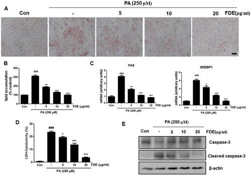 Figure 5. FDE suppressed hepatocellular lipid accumulation and hepatocyte apoptosis by PA. The mouse primary hepatocytes were induced by 0.25 mM palmitic acid (PA) in the absence or presence of FDE (5, 10, 20 μg/mL) for 24 h. (a) Lipid droplets in mouse hepatocytes were determined by oil red O staining assay and (b) measured by dissolving stained oil red O. Values are expressed as the mean ± SEM of three different experiments conducted in triplicates. *p < .05, **p < .01 and ***p < .001. (scale bars, 100μm). (c) The mRNA levels of FAS and SREBP-1c were measured by q-PCR. (d) The proportion of LDH release from mouse hepatocytes. (e) The protein expression of cleaved caspase-3, caspase-3 was determined by Western blot analysis.